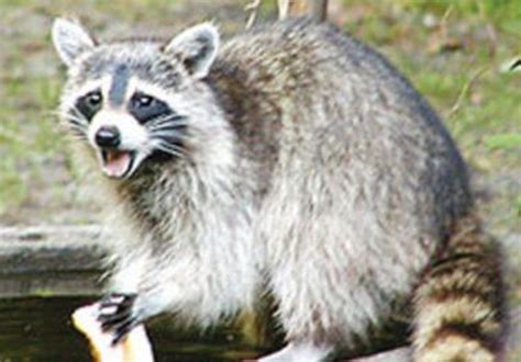 raccoon tests positive for rabies in colrain