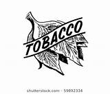 Tobacco Clipart Leaf Drawing Farm Clip Leaves Vector Retro Clipground Paintingvalley sketch template