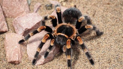 thrilling tarantula facts    big