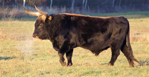 ancient cattle species  introduced  britain