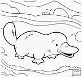 Platypus Coloring Pages Cute Duckbill Printable Color Supercoloring Perry Billed Duck Baby Template Ornitorrinco Easy Para Colorear Divyajanani Dibujo Crafts sketch template