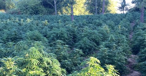 illegal marijuana grow  willamette river raided
