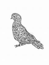 Zentangle Taube Pigeon sketch template