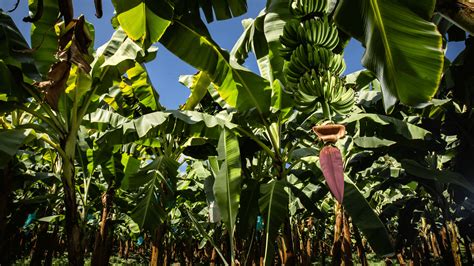 banana farmers  workers fairtrade foundation