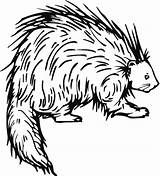 Porcupine Pages Coloring Printable Drawing Color Supercoloring Book Cape Clipart Line Porcupines Kids Animals Preschool Clipartmag Online sketch template