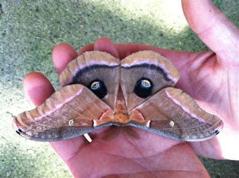 wallpaper polyphemus moth peakpx