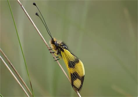 oestlicher schmetterlingshaft foto bild tiere wildlife insekten