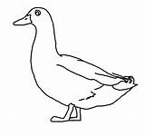 Duck Drawing Clipart Outline Line Cliparts Duckling Clip Ducks Coloring Drawings Hunting Lineart Transparent Templates Library Clipartbest Popular Collection Webstockreview sketch template