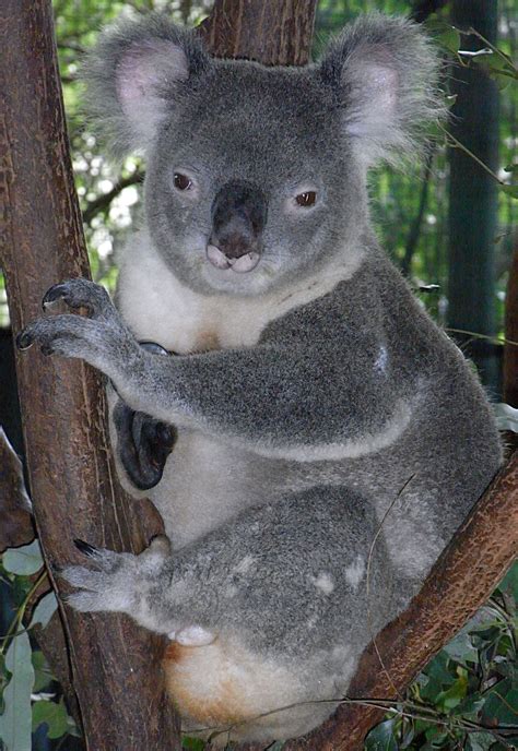 filefriendly male koalajpg wikimedia commons