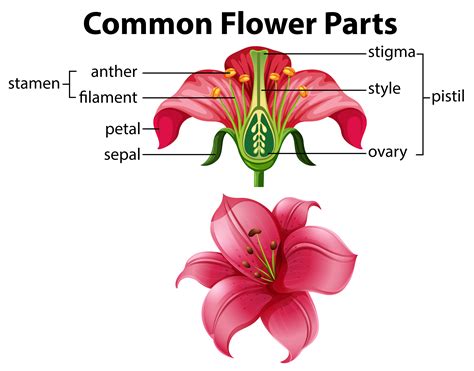 science  common flower parts  vector art  vecteezy