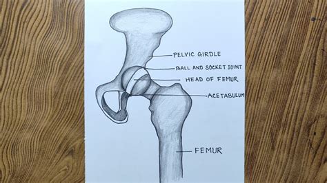 draw human ball  socket joint easily human hip joint drawing