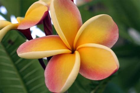 hawaiian flowers images  pinterest pretty flowers beautiful flowers  tropical