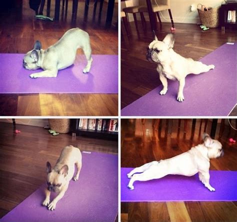 yoga animal style pulptastic