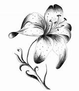 Lily Tattoo Flower Drawing Drawings Sketch Lilies Flowers Tattoos Lotus Stargazer Lilly Calla Lillies Lilium Paintingvalley Rose Cool Pad Designs sketch template