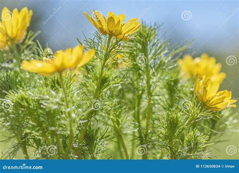 adonis yellow flowers rain drops stock photo image  grass closeup