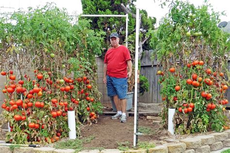 planting tomatoes   pot step  step blogoctopussgardencafecom