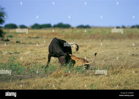 lion attack   res stock photography  images alamy