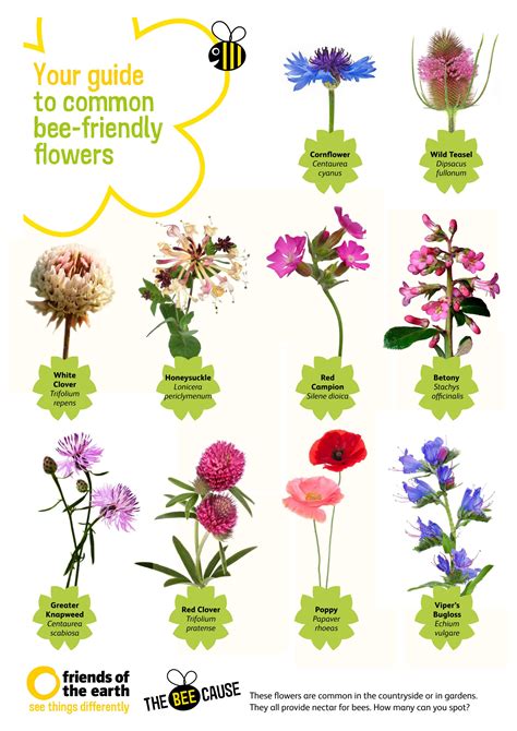 guide  common bee friendly flowers    poster