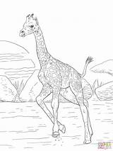 Ausmalbild Rothschild Giraffen Kalb Kinderbilder Malvorlage Calf Kategorien sketch template
