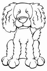 Coloring Dog Pages Dogs Labradoodle Boykin Spaniel Open sketch template