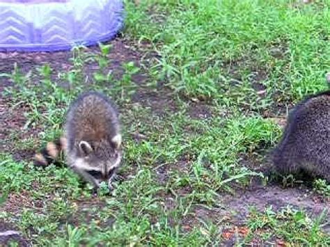 raccoon color difference youtube