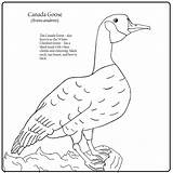 Goose Canada Coloring sketch template