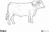 Cattle Coloring Angus Pages Cow Beef Hard Animal Animals Breed Science sketch template
