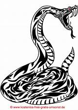 Schlangen Malvorlagen Ausdrucken Kostenlos Tattoovorlage Tribaltattoo Kostenloses Silhouette Tolles sketch template