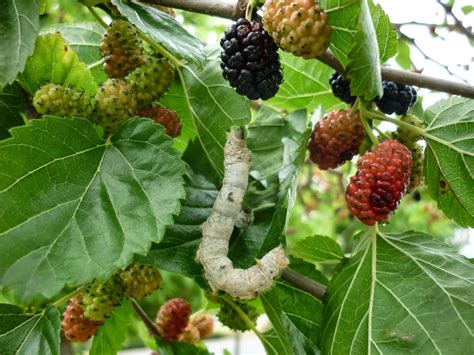 grow  mulberry tree  garden  eaden