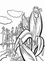 Corn Coloring Pages Stalks Plant Vegetables Kids Stalk Drawing Print Fun Color Recommended Getdrawings Template sketch template