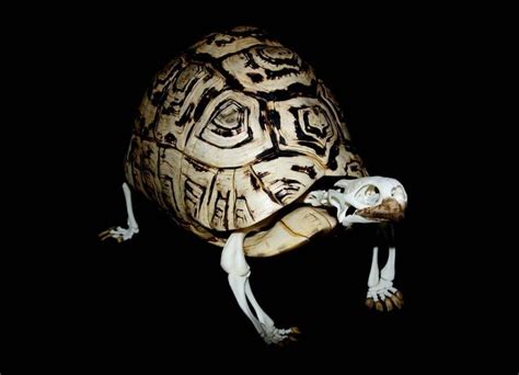 jeroen costes  instagram leopard tortoise stigmochelys pardalis skull skeleton