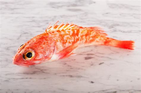 Sebastes Or Red Sea Bass On Blue Background Stock Image Image Of