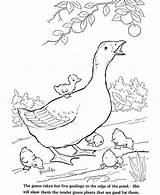 Coloring Goose Goslings Babies Farm Five Animal Her Netart Which sketch template