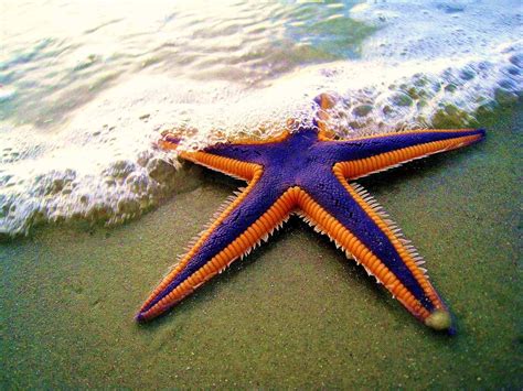 bizarre  beautiful starfish species