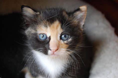 calico cats   wanted   cat world