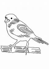 Canary Coloring Pages Sketch Bird Popular sketch template