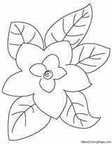 Magnolia Coloring Leaves Bestcoloringpages sketch template