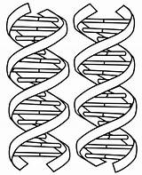 Dna Coloring Double Helix Pages Structure Molecule Drawing Printable Color Sheet Kids Clipart Worksheet Worksheets Cliparts Sheets Biology Science Adn sketch template