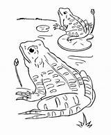 Frogs Frog Pond Coloriage Justcolor Grenouilles Grenouille Colorkiddo Coloriages sketch template
