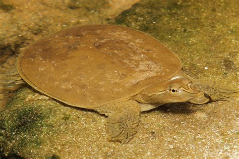 spiny softshell