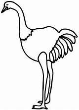 Avestruz Ostrich Avestruces Niños Junho sketch template