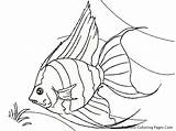 Tropical Archerfish sketch template