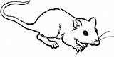 Rato Maus Mole Cheirando Ratte Rata Tekenen Suesse Malvorlage Ausmalbild Ratos Coloringbay Afkomstig Supercoloring sketch template