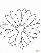 Chrysanthemum Crisantemo Crisantemi Designlooter sketch template