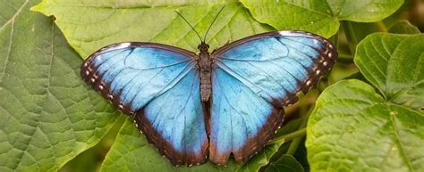 blue morpho butterfly tennessee aquarium