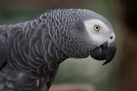 researchers test intelligence  african grey parrot
