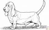 Coloring Dog Hound Bassett Printable Skip Main sketch template