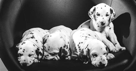 dalmatian dog breed complete guide   animals