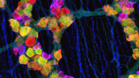 stem cells and developmental biology