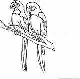 Macaw Drawing Parrot Getdrawings sketch template